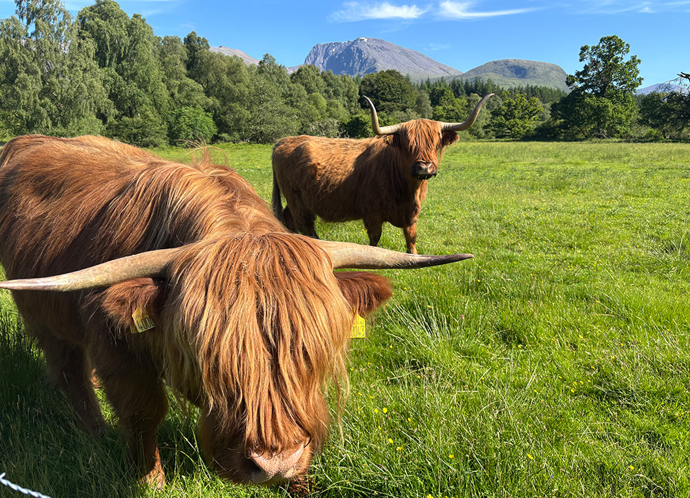 Ben Nevis Basecamp highland cows