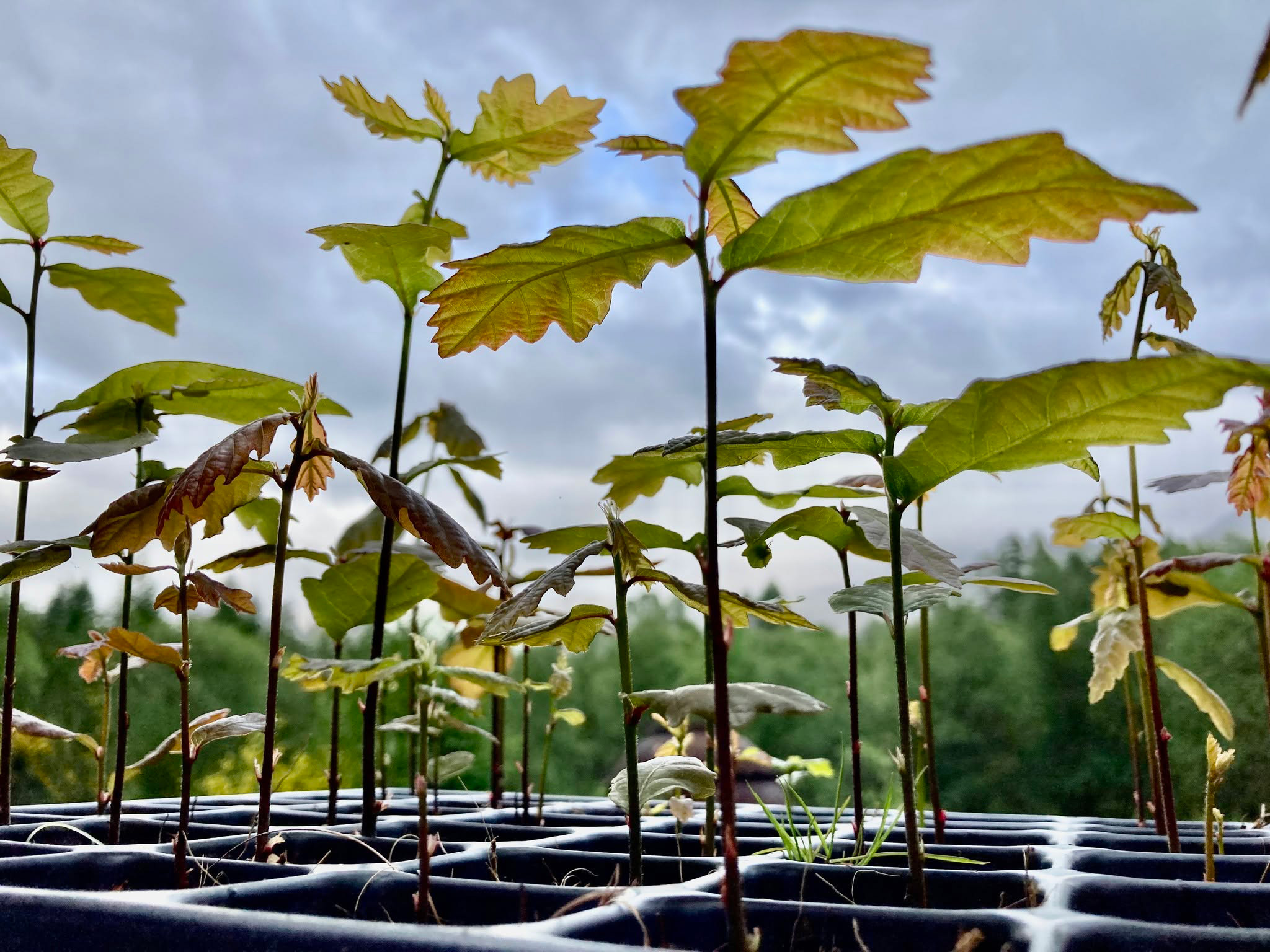 Ben Nevis Basecamp tree planting